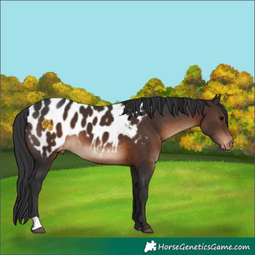 Horse Color:Brown Appaloosa 