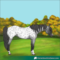 Horse Color:Blue Roan Near Leopard 