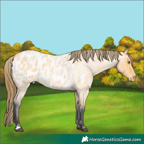 Horse Color:Buckskin Roan Near Leopard 