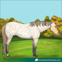 Horse Color:Buckskin Roan Appaloosa 