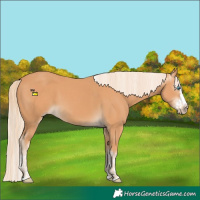 Horse Color:Gray Cremello Splash and Gray Cremello Splash Rabicano