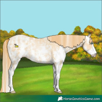 Horse Color:Smoky Black Pearl Sabino Rabicano