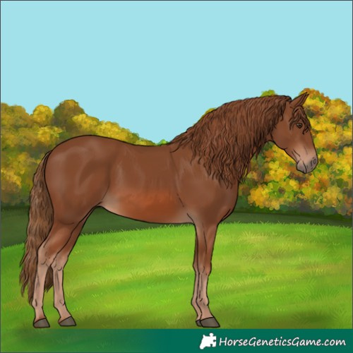 Horse Color:Chestnut 