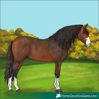 Horse Color:Bay 