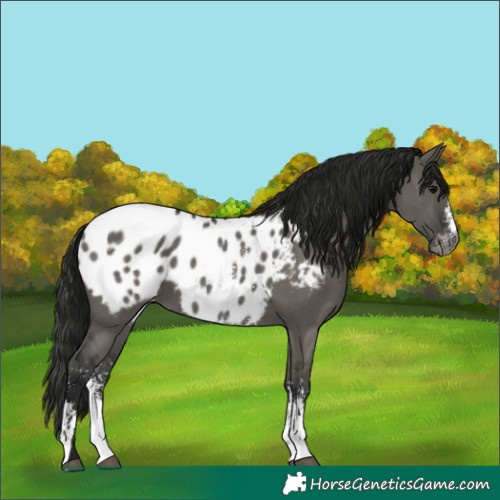 Horse Color:Gray Grullo Sabino Appaloosa 