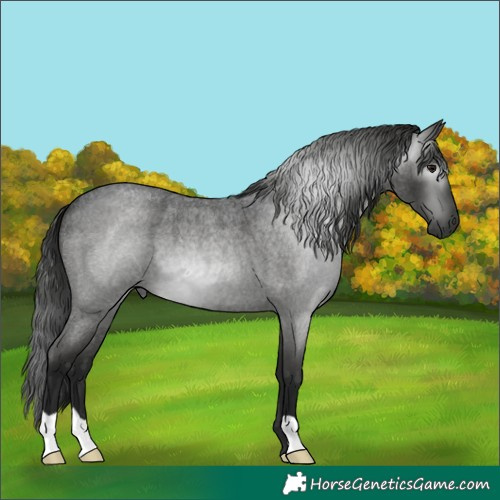 Horse Color:Gray Smoky Blue Roan 