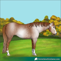 Horse Color:Gray Chestnut 
