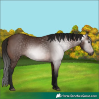 Horse Color:Gray Bay 