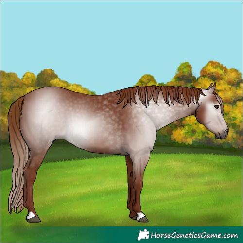 Horse Color:Gray Chestnut 