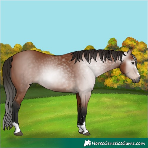 Horse Color:Gray Bay 