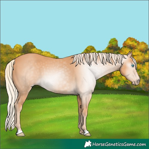 Horse Color:Gray Cremello 
