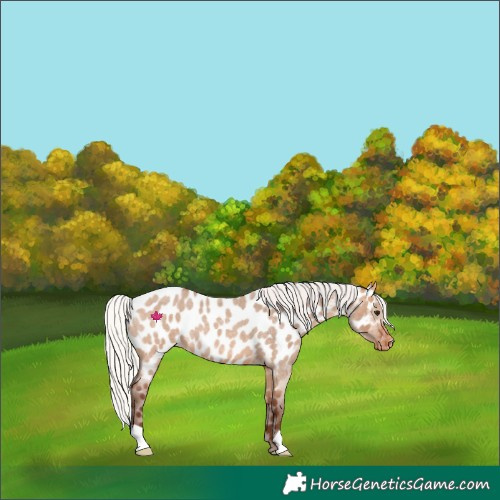 Horse Color:Silver Bay Roan Dun Near Leopard 