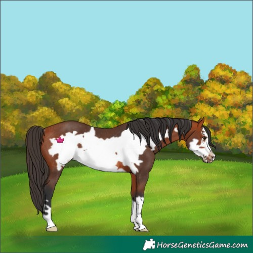 Horse Color:Bay Frame Rabicano 