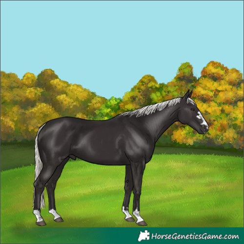 Horse Color:Liver Chestnut Mushroom 