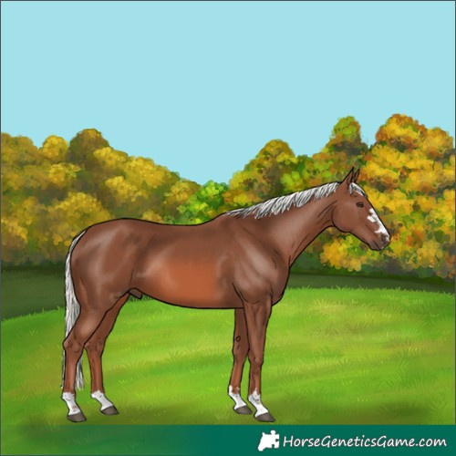 Horse Color:Chestnut Mushroom 