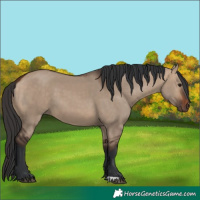 Horse Color:Bay Dun