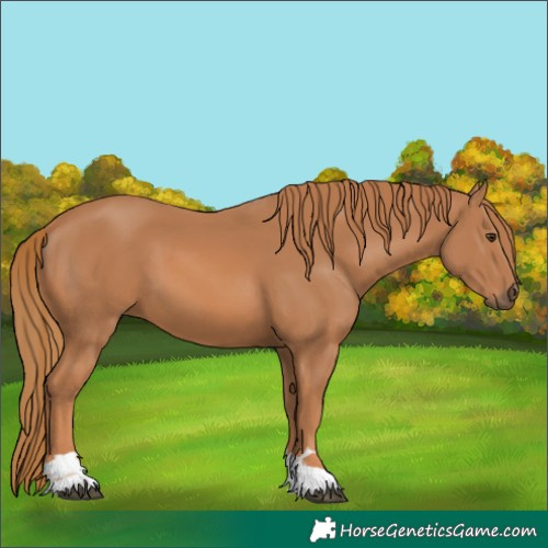 Horse Color:Chestnut 