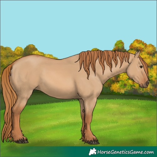 Horse Color:Red Dun 
