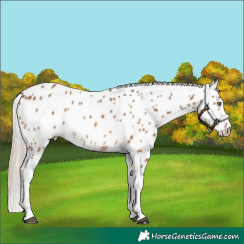 Horse Color:Chocolate Palomino Leopard 