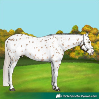 Horse Color:Chocolate Palomino Leopard