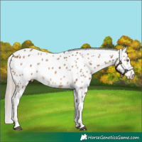 Horse Color:Chocolate Palomino Appaloosa