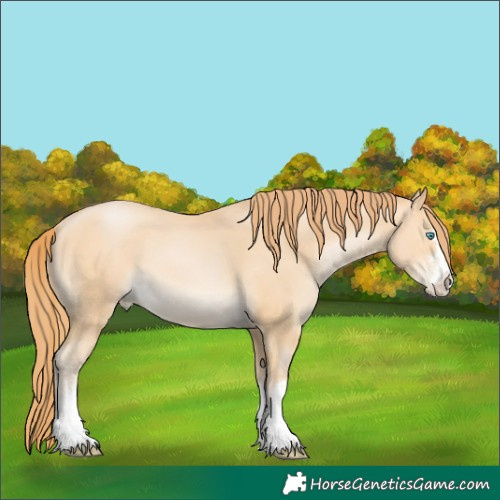 Horse Color:Buckskin Pearl 