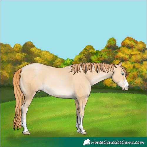 Horse Color:Buckskin Pearl 
