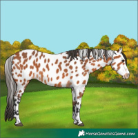 Horse Color:Bay Leopard 