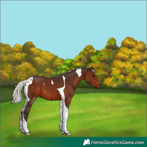 Horse Color:Silver Brown Tobiano 