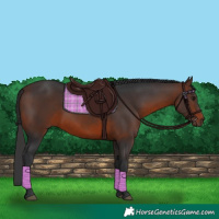 Horse Color:Brown 