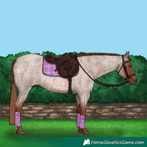 Horse Color:Red Roan 