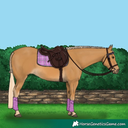 Horse Color:Palomino Rabicano 
