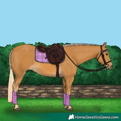 Horse Color:Palomino Rabicano 