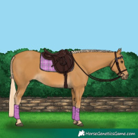 Horse Color:Palomino Rabicano 