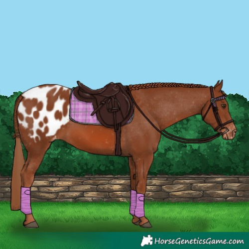 Horse Color:Chestnut Appaloosa 