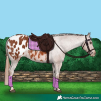 Horse Color:Chestnut Appaloosa 