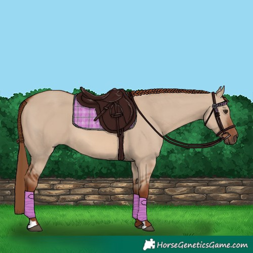 Horse Color:Red Dun 
