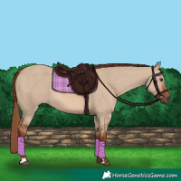 Horse Color:Red Dun 