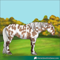 Horse Color:White Spotted Silver Brown Dun Appaloosa 