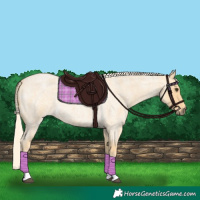 Horse Color:Palomino Roan Tobiano