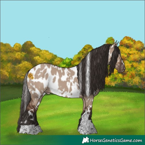 Horse Color:White Spotted Liver Red Dun Appaloosa 