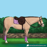 Horse Color:Amber Champagne 