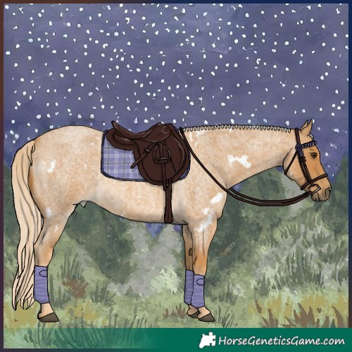 Horse Color:White Spotted Palomino Roan 