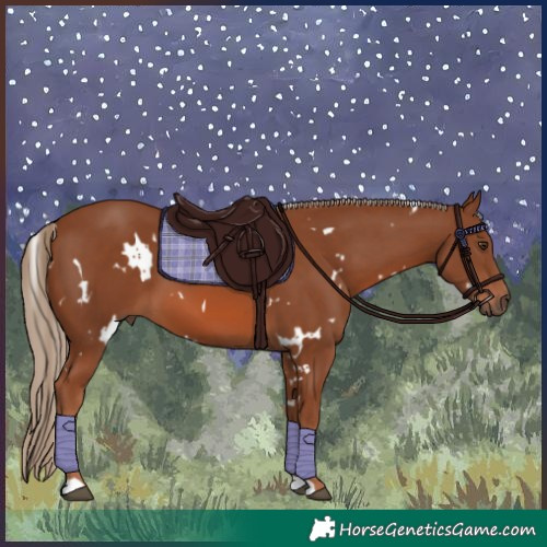 Horse Color:White Spotted Chestnut 