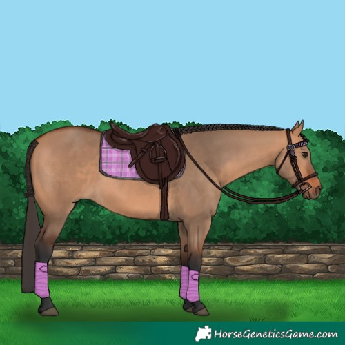 Horse Color:Bay Dun 