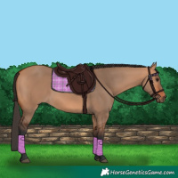 Horse Color:Bay Dun 