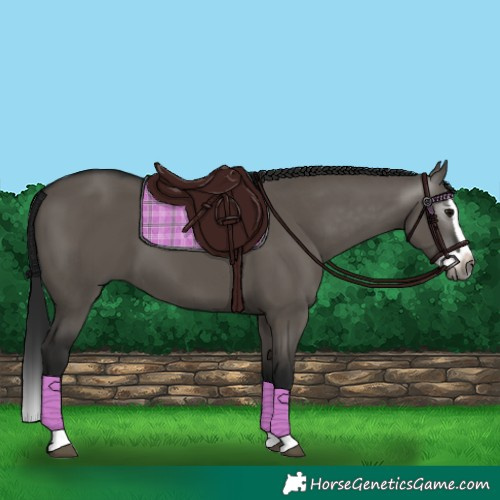 Horse Color:Gray Grullo Splash 