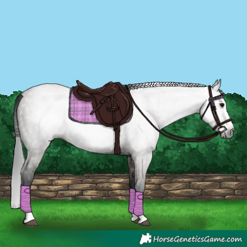 Horse Color:Gray Grullo Splash 