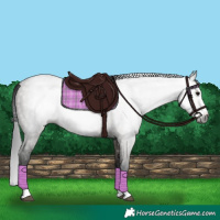 Horse Color:Gray Grullo Splash 