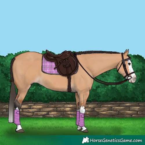 Horse Color:Bay Dun Splash